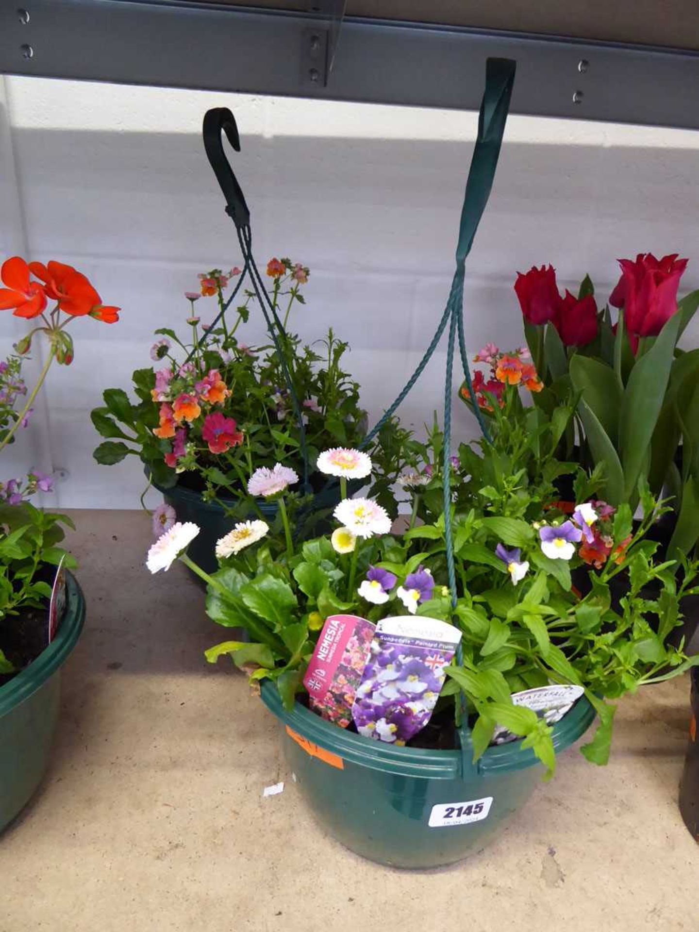 Pair of pre planted hanging baskets containing mixed plants