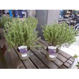 Pair of potted French lavendar nights of passion planters