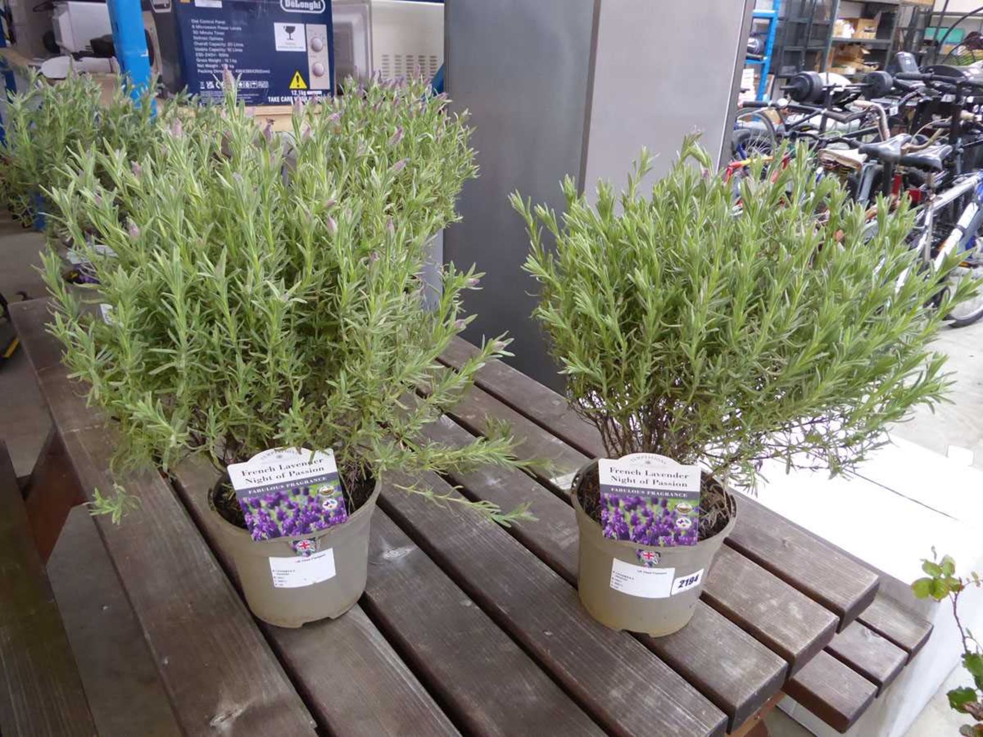 Pair of potted French lavendar nights of passion planters