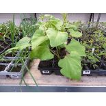 Tray containing 6 runner bean plants