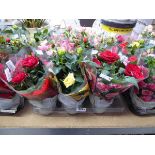 Tray containing 9 potted mixed coloured roses