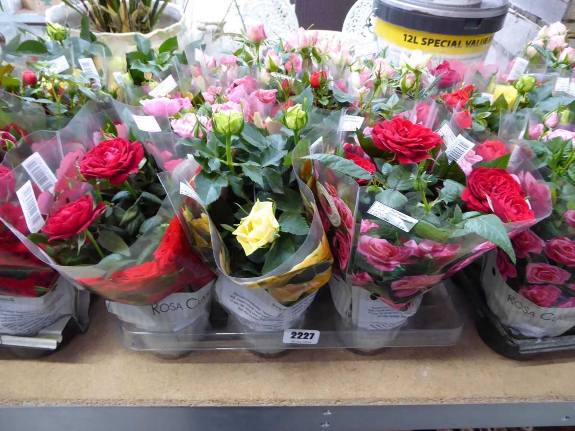 Tray containing 9 potted mixed coloured roses