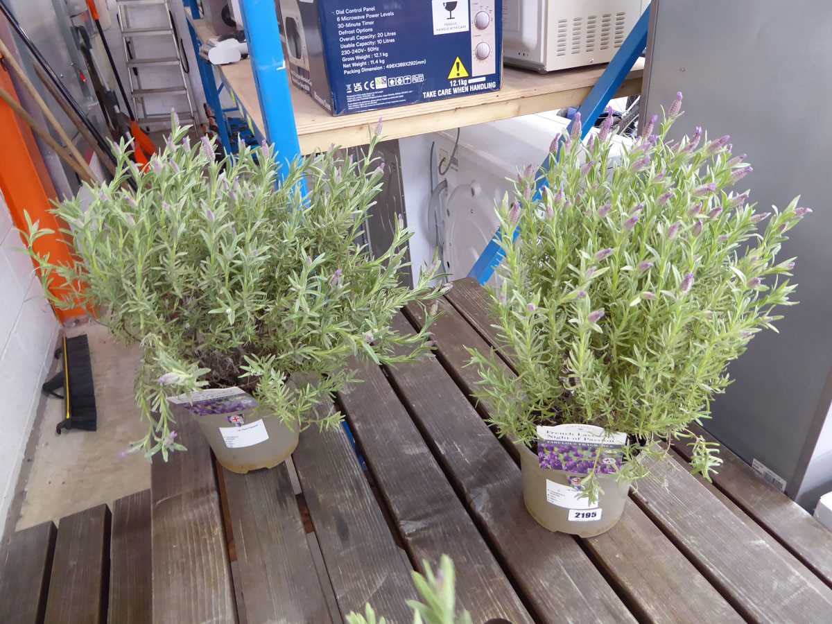 Pair of potted French lavendar nights of passion planters