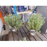 Pair of potted French lavendar nights of passion planters