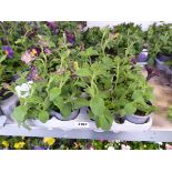 Tray containing 12 pots of mixed petunias