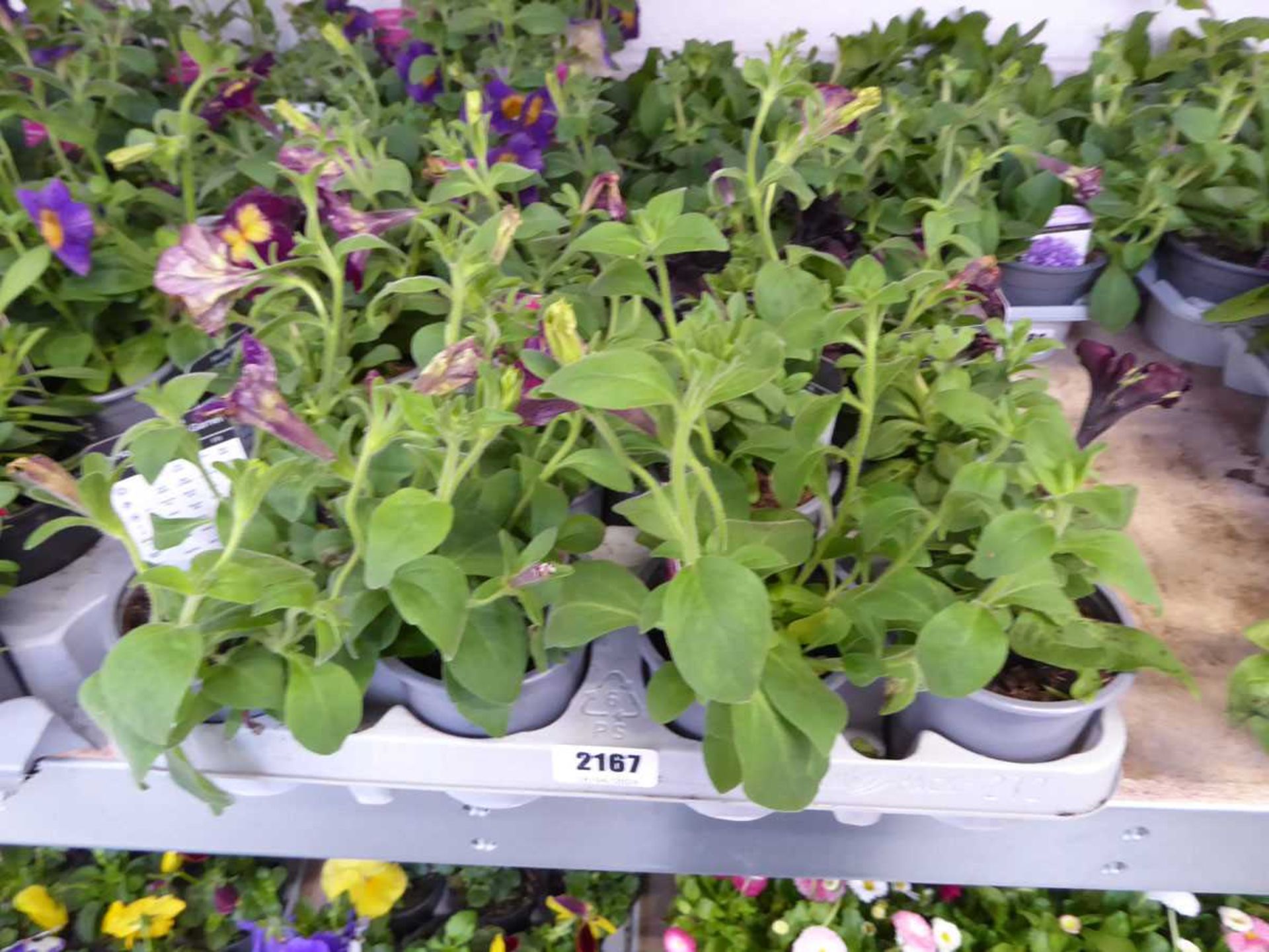 Tray containing 12 pots of mixed petunias