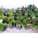 Tray containing 15 pots of peggasis strawberry plants