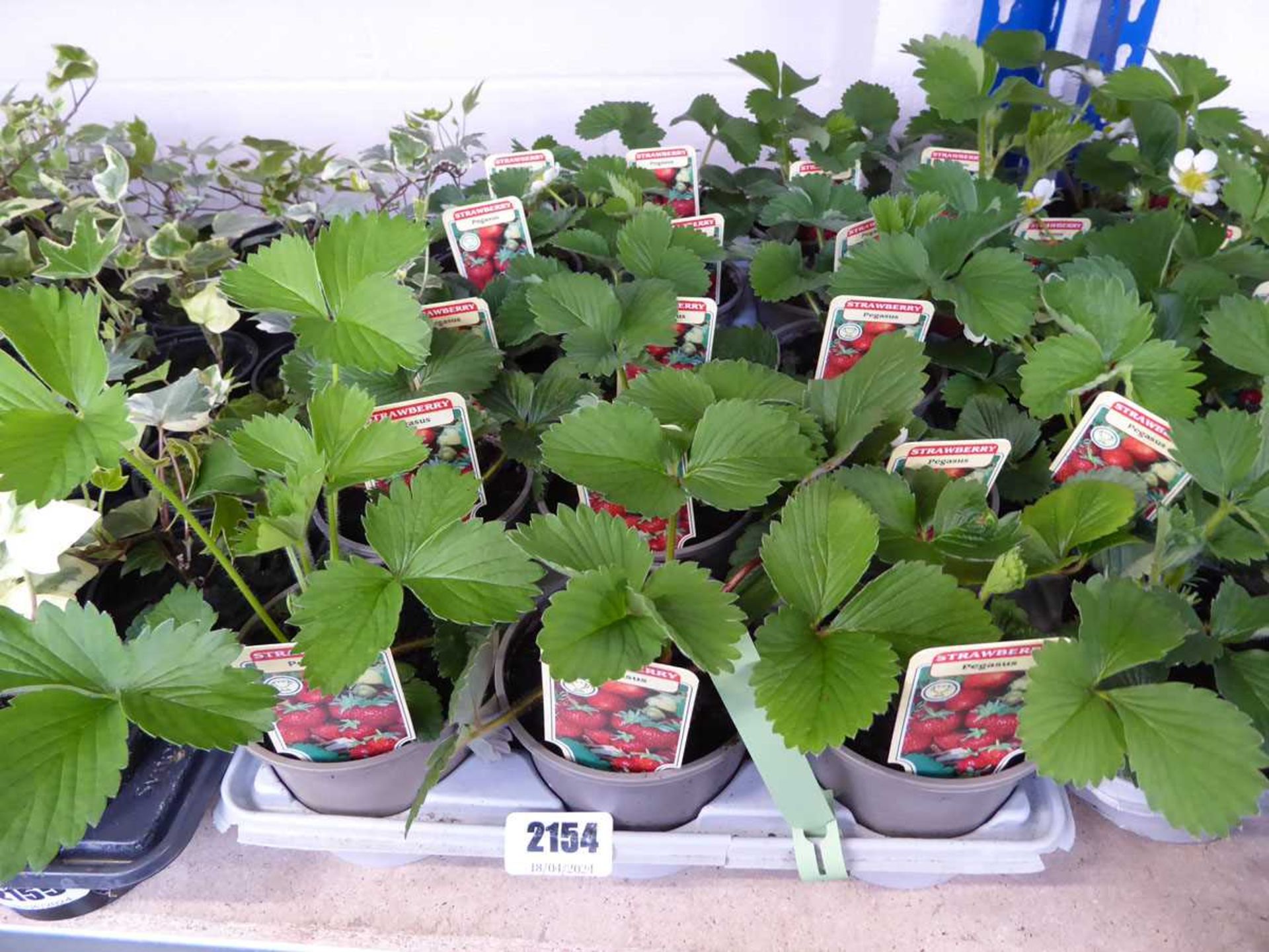 Tray containing 15 pots of peggasis strawberry plants