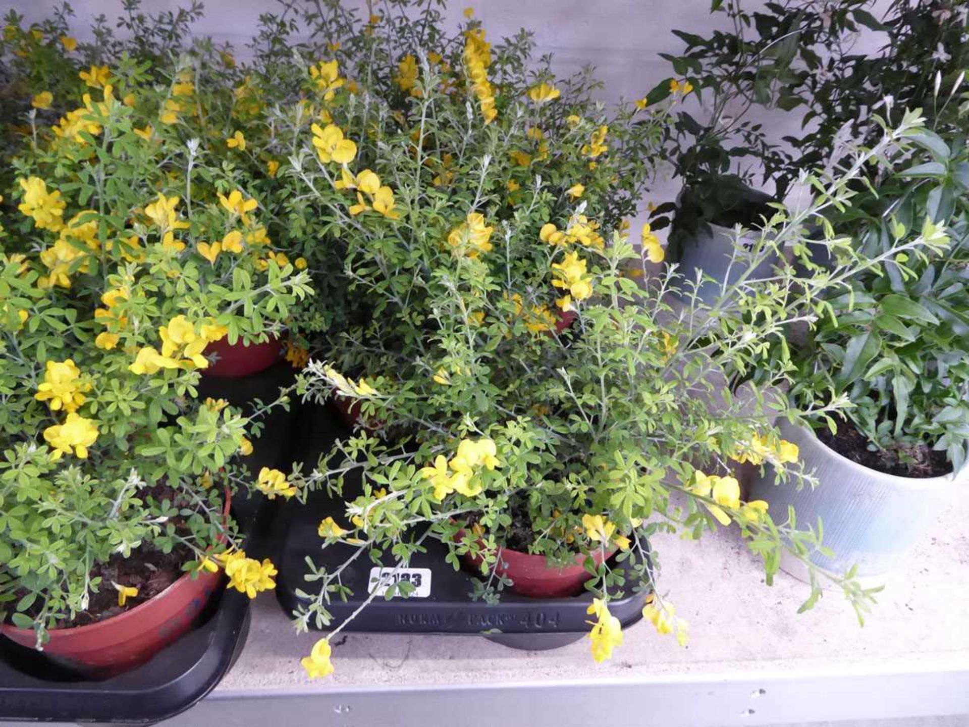 Tray containing 4 large potted Genista