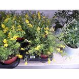 Tray containing 4 large potted Genista