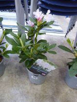 Potted white hybrid rhododendron