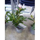 Potted white hybrid rhododendron