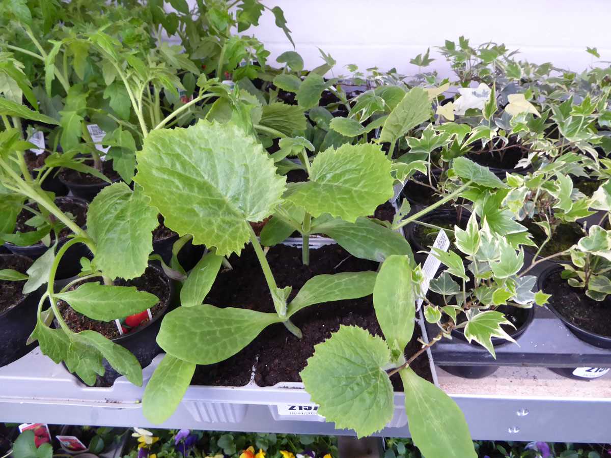 4 small trays of corgette plants