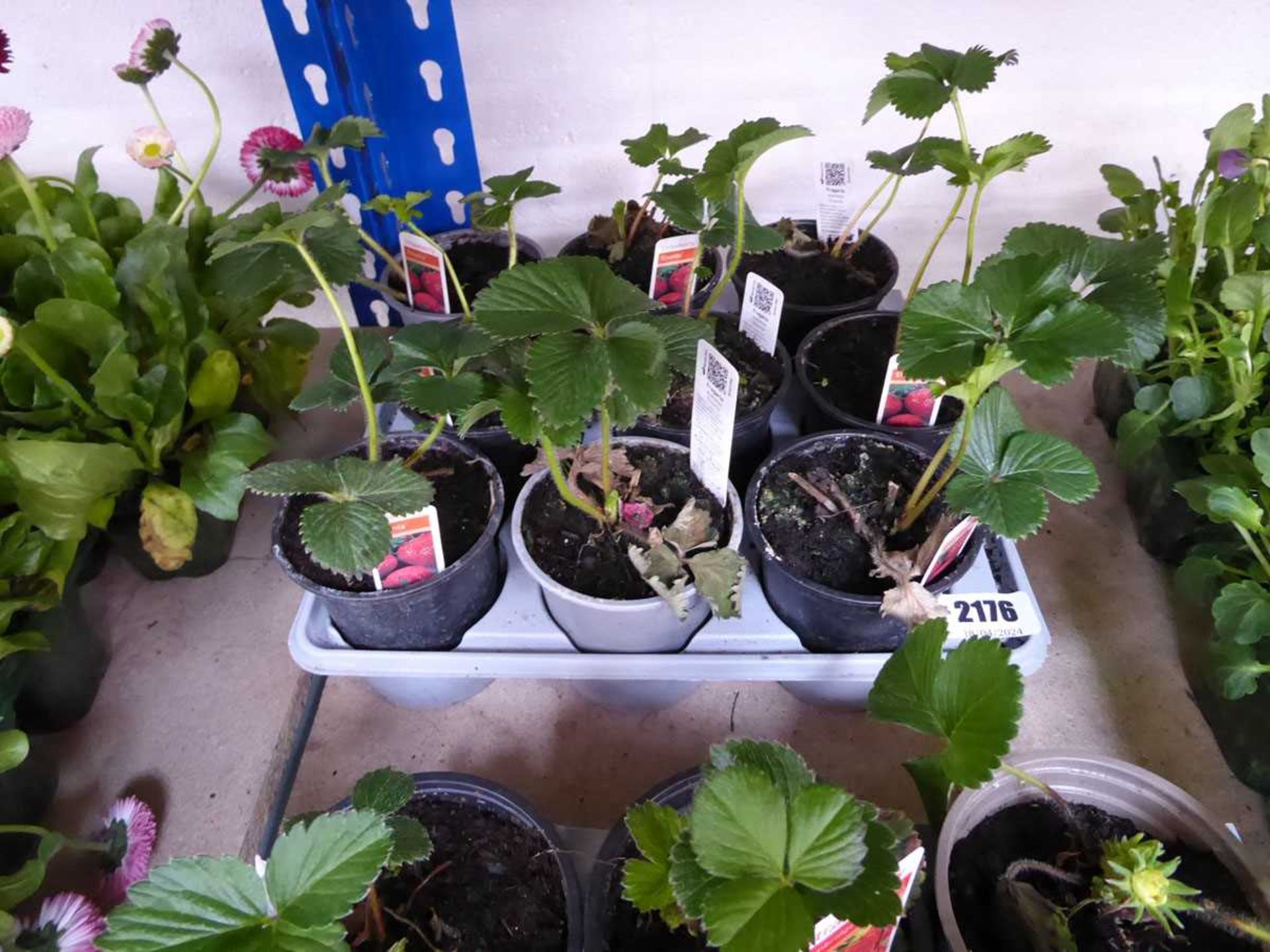 Tray containing 9 pots Elsanta strawberry plants