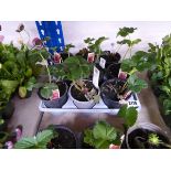Tray containing 9 pots Elsanta strawberry plants