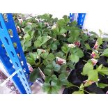 Tray containing 15 pots of peggasis strawberry plants