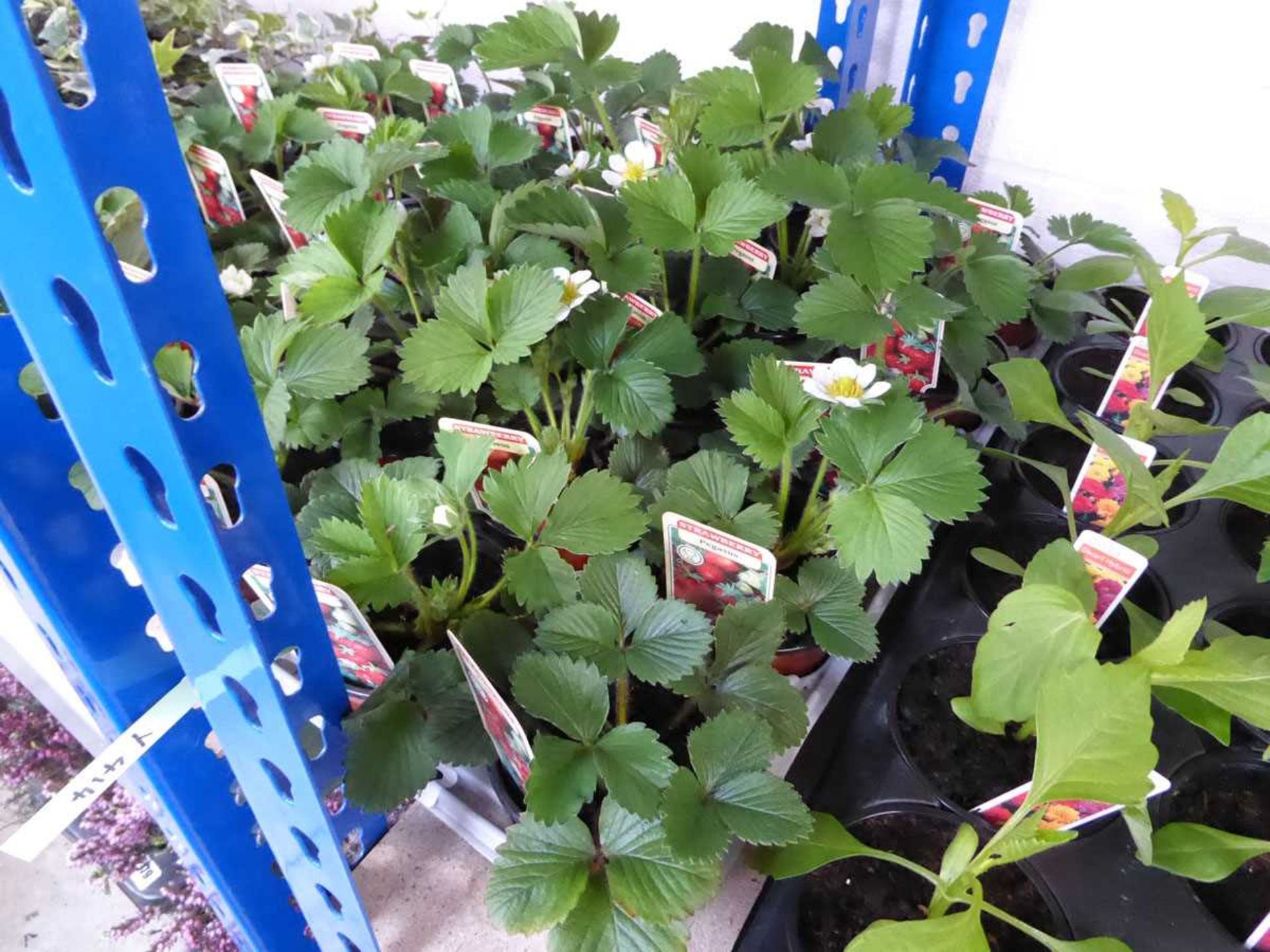 Tray containing 15 pots of peggasis strawberry plants