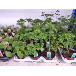 Tray containing 15 pots of parsley