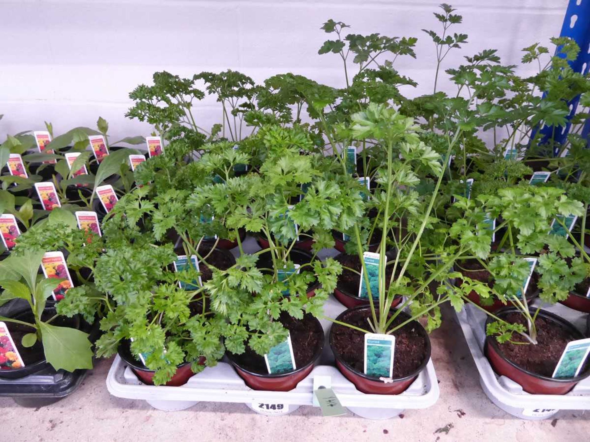 Tray containing 15 pots of parsley