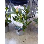 Potted white hybrid rhododendron