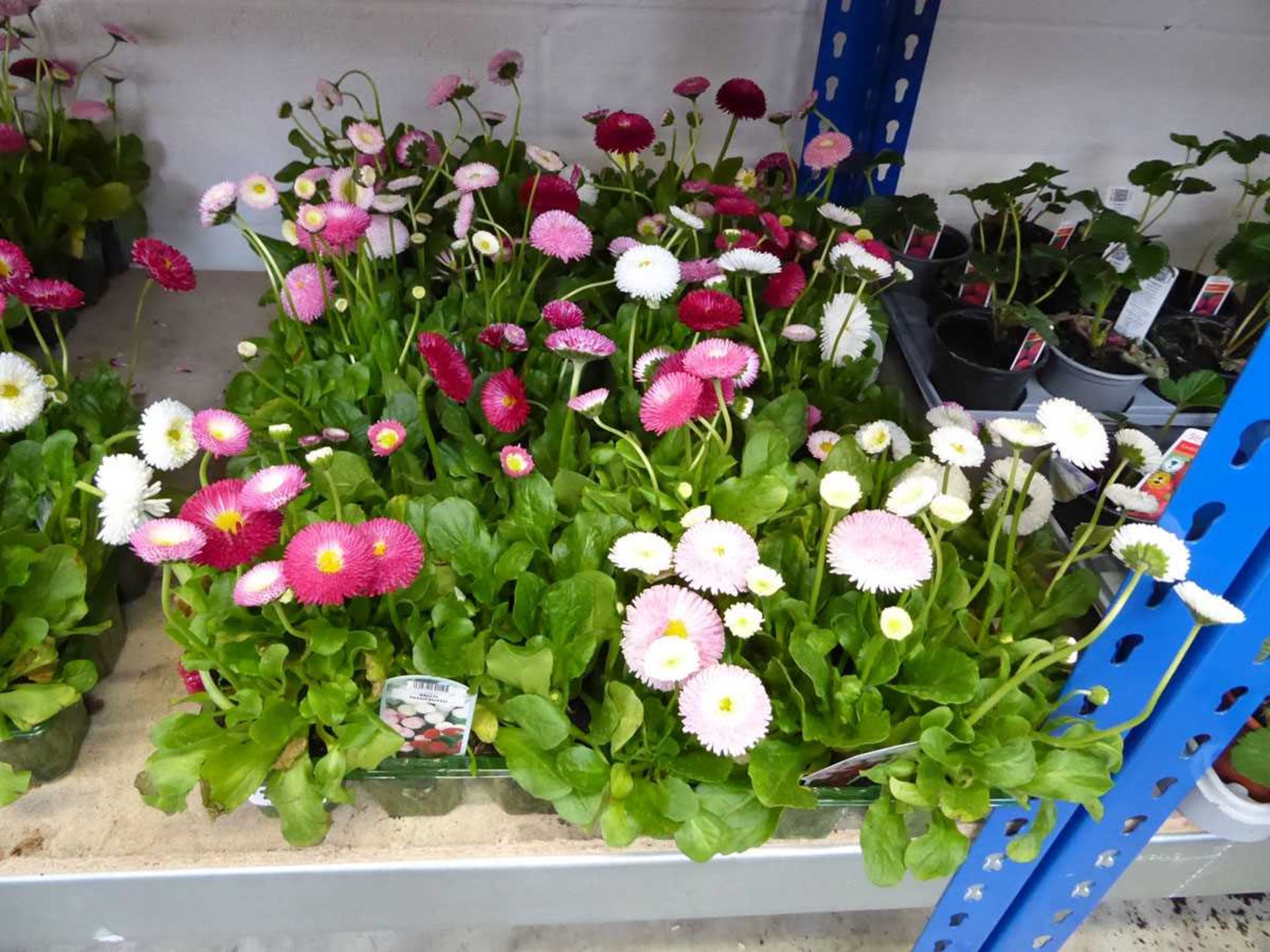 6 trays of mixed daisies