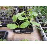 Tray containing 6 courgette plants