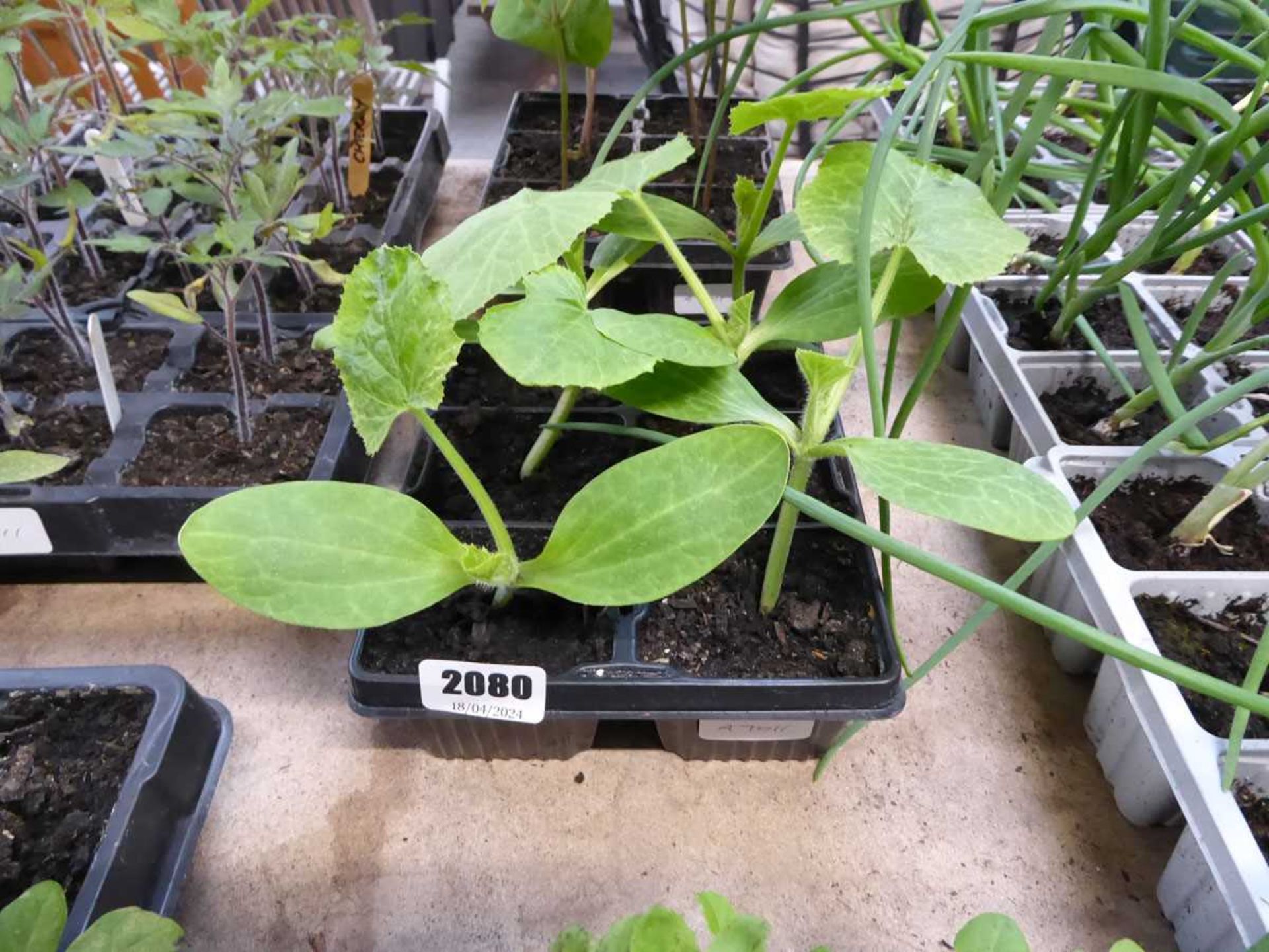 Tray containing 6 courgette plants