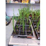 3 trays of garlic plants