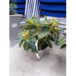 Potted Golden Torch rhododendron