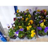 2 tray containing 18 pots pansies