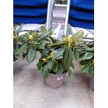 Potted Golden Torch rhododendron