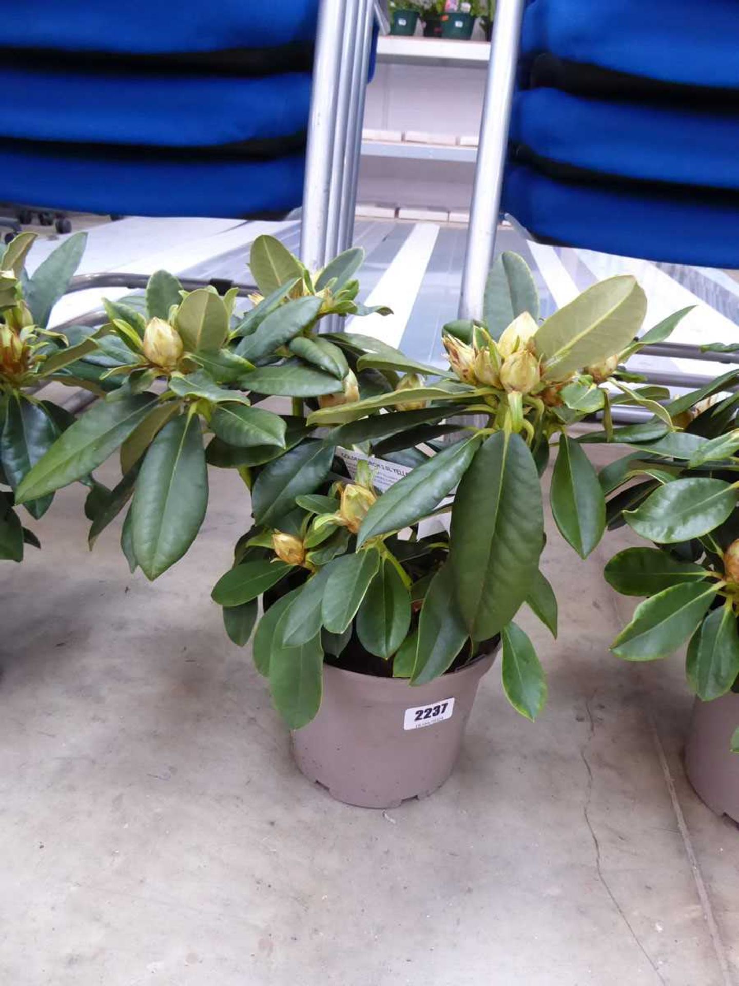 Potted Golden Torch rhododendron