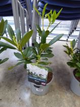 Potted white hybrid rhododendron