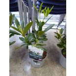 Potted white hybrid rhododendron