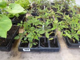 3 trays of mixed tomato plants to include Beef, Alicante and Cherry