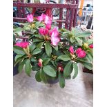 Large potted pinky white rhododendron