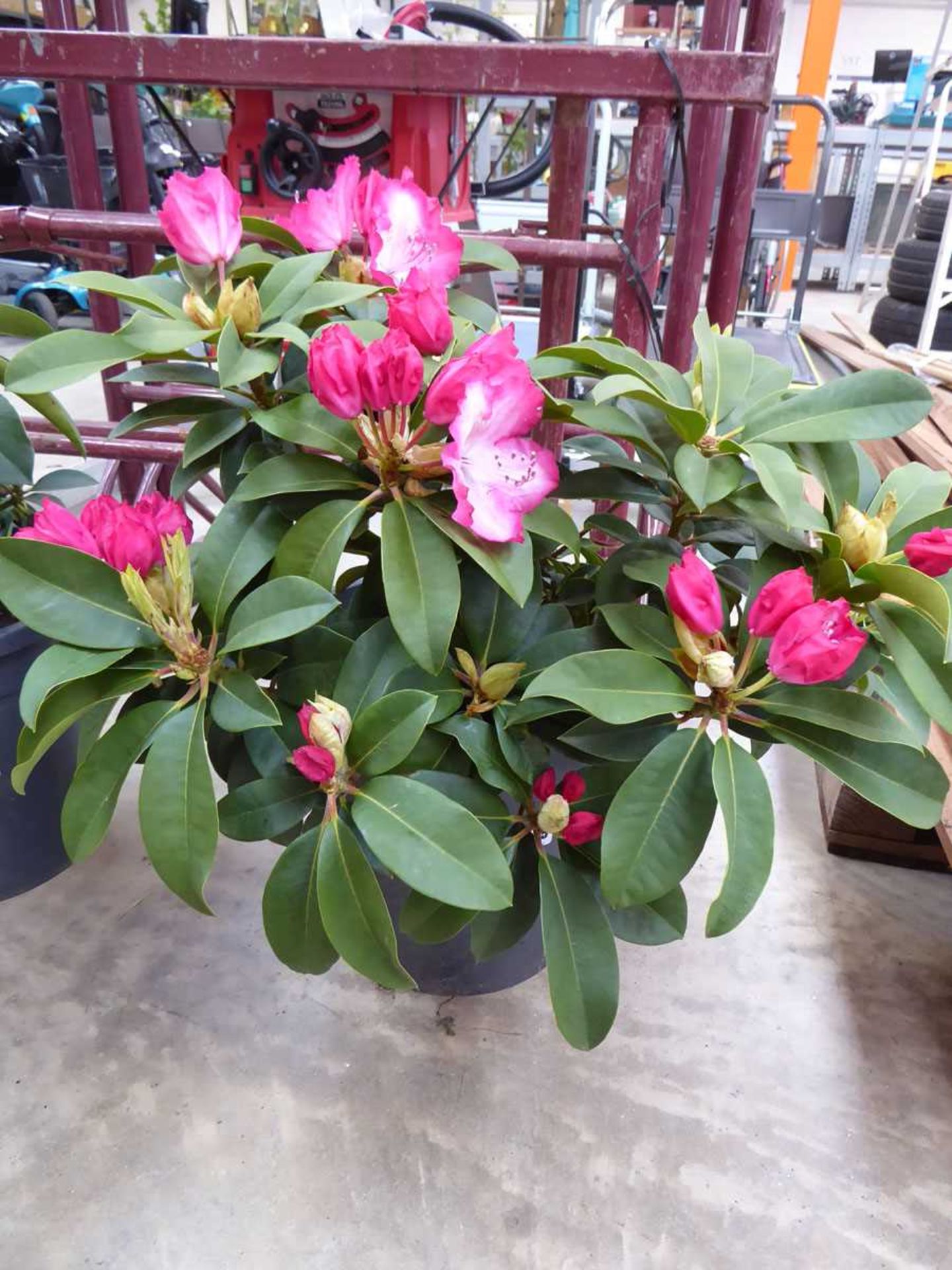 Large potted pinky white rhododendron