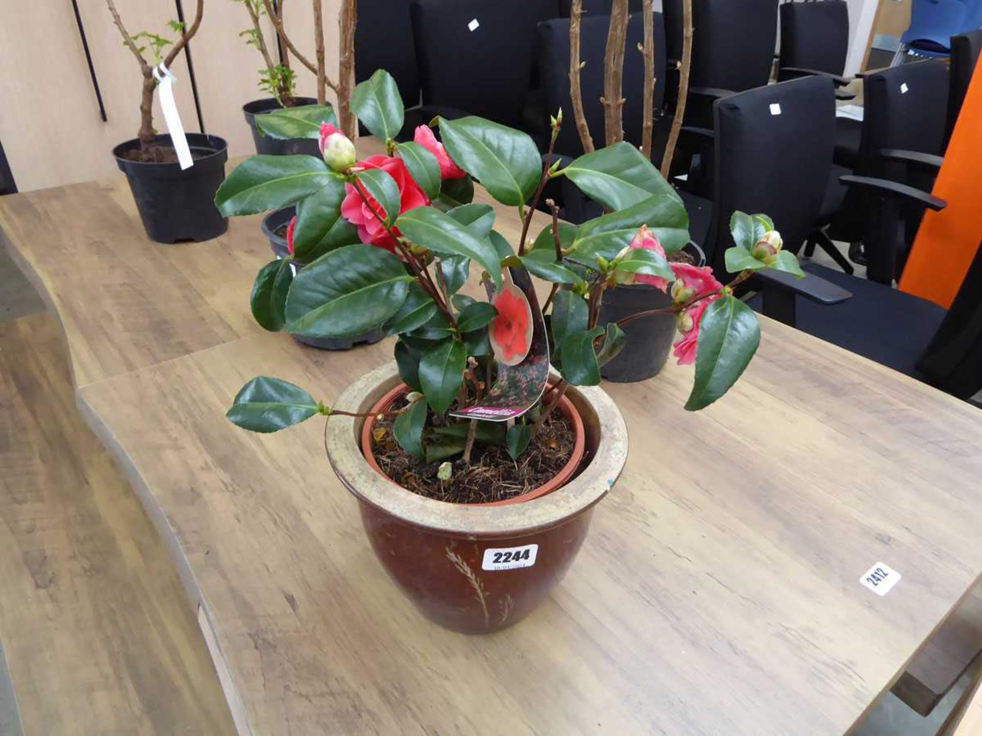 Potted pink camellia in brown ceramic glazed pot