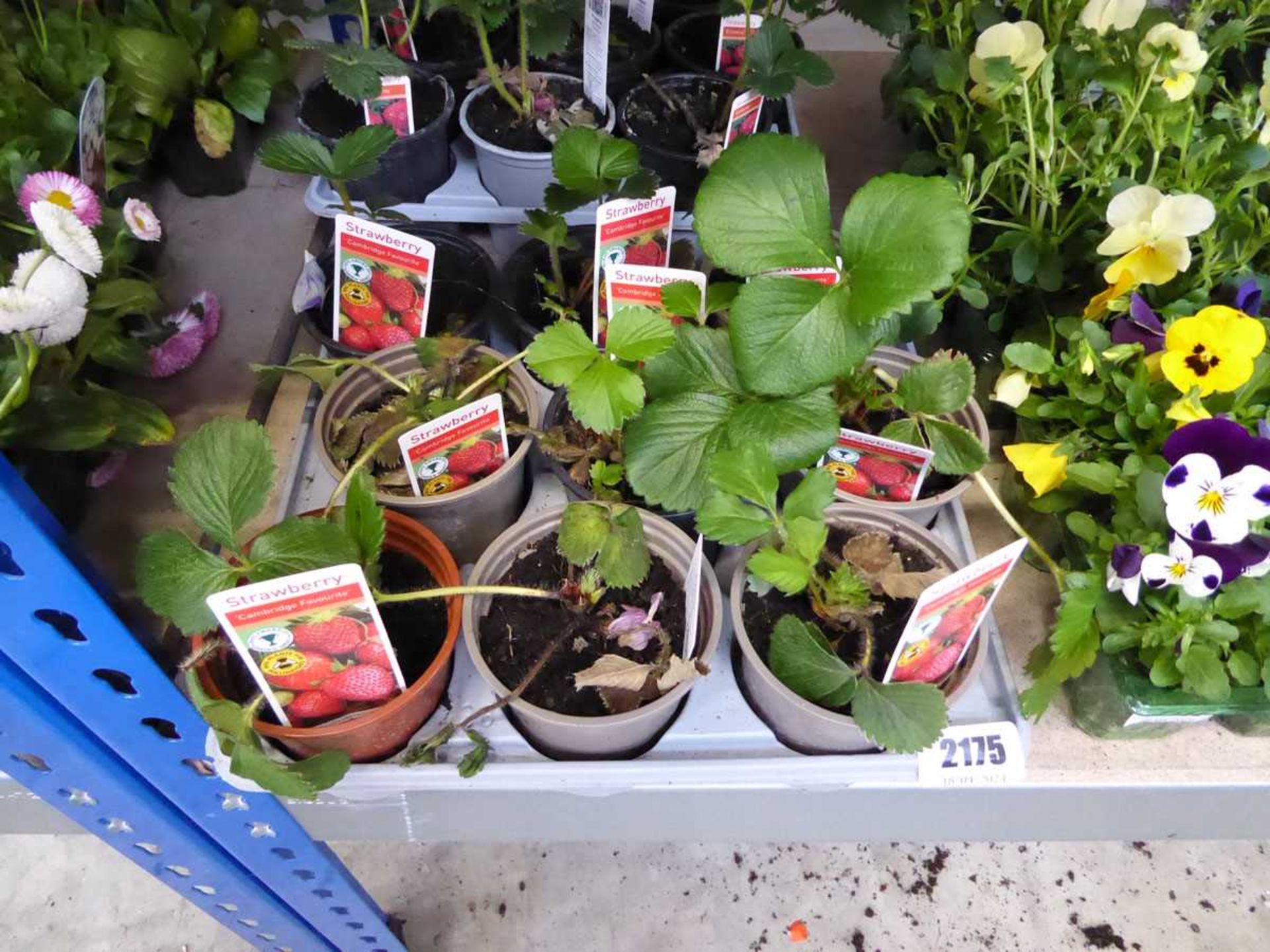 Tray containing 9 pots of Cambridge favourite strawberry plants