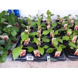 Tray containing 18 pots of dwarf hybrid dhalias