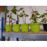 4 potted raspberry fruit canes