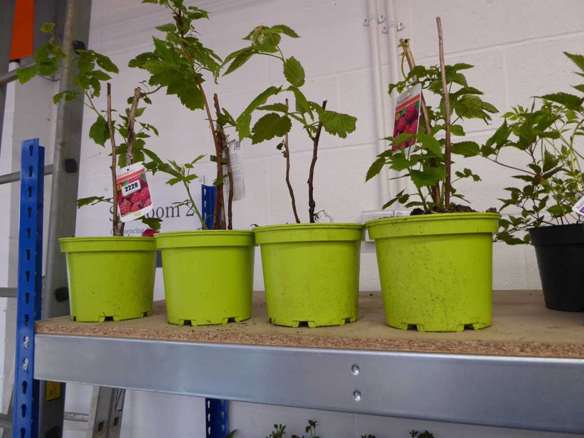 4 potted raspberry fruit canes