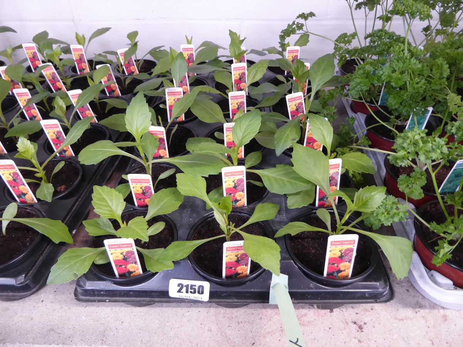 Tray containing 18 pots of dwarf hybrid dhalias