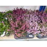 Tray containing 8 pots of purple flowering heather