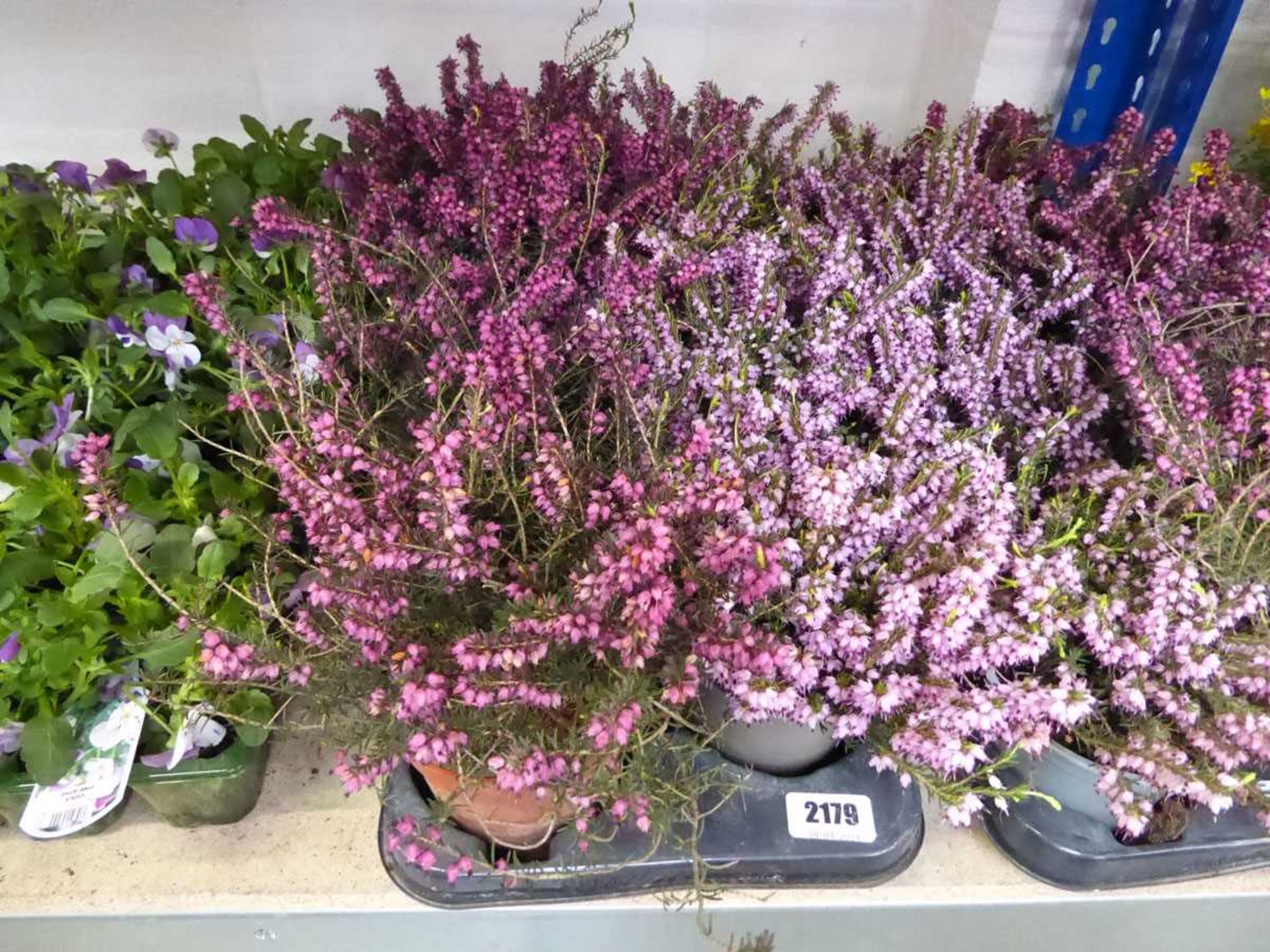 Tray containing 8 pots of purple flowering heather