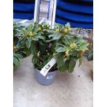 Potted Golden Torch rhododendron