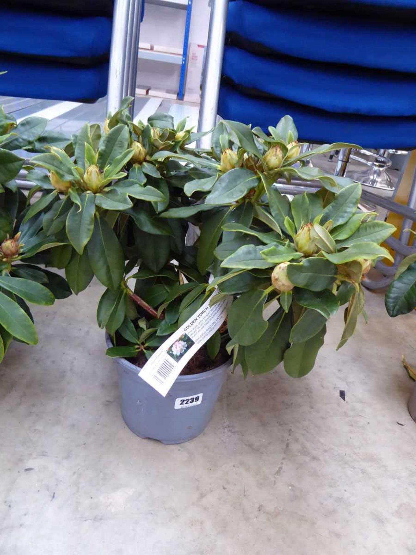 Potted Golden Torch rhododendron