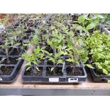 3 trays of mixed tomato plants to include Roma, Cherry and Alicante