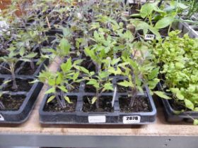 3 trays of mixed tomato plants to include Roma, Cherry and Alicante