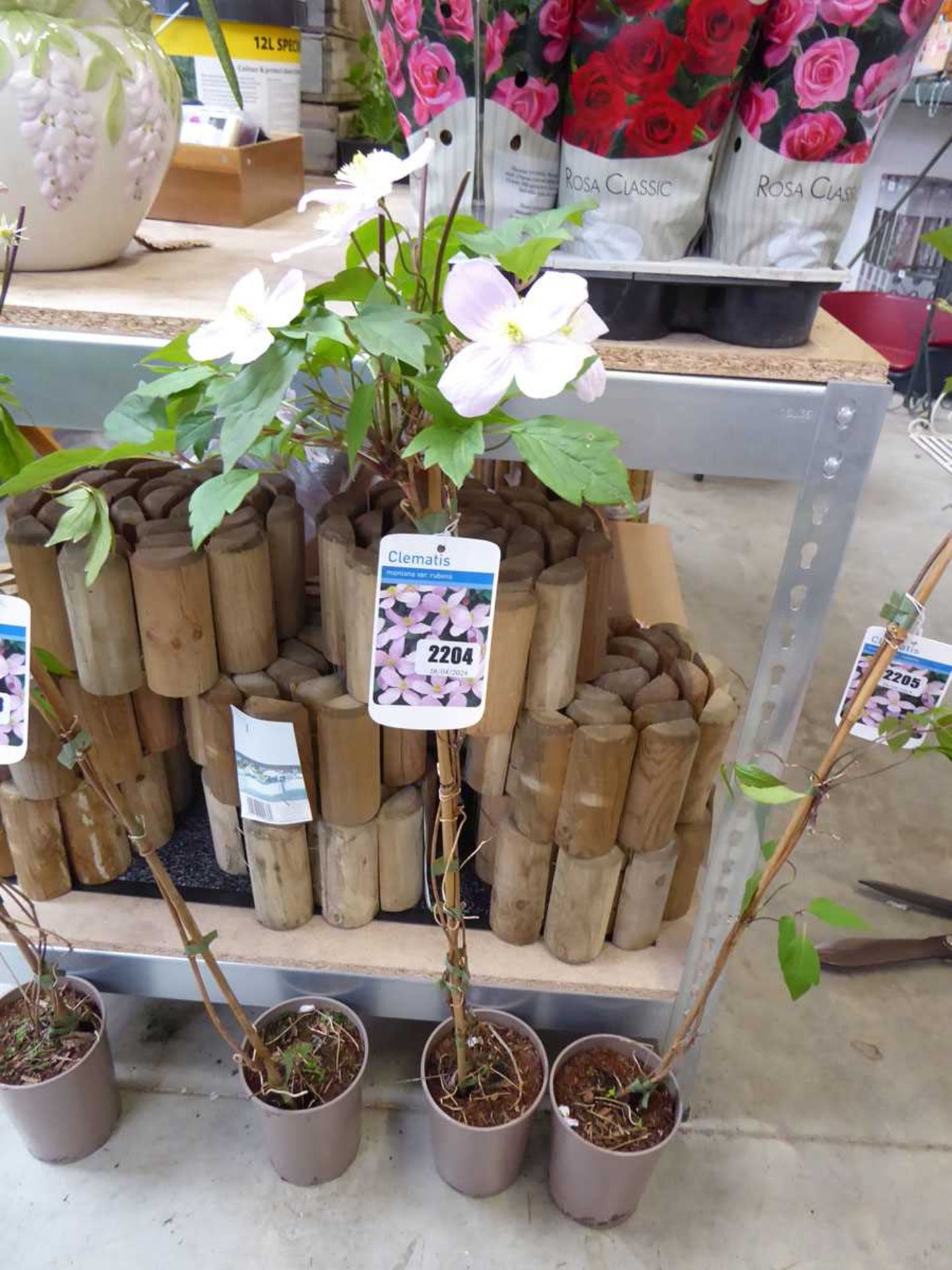 Potted Montana Var.Rubens climbing clematis